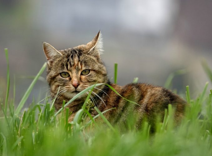 Wallpaper cat, grass, 5K, Animals 563944115
